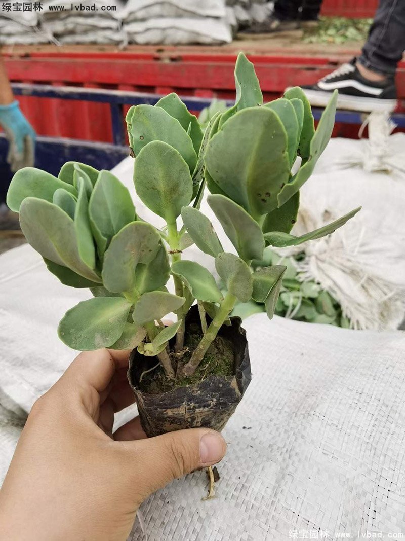 <a href='https://www.lvbad.com/caobenzhiwu/3380.html' target='_blank'>八宝景天</a>多年生宿根草本多浆花镜植物耐寒花卉