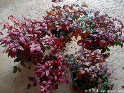 火焰南天竹