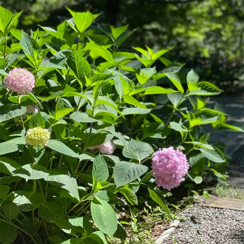 <a href='https://www.lvbad.com/dibeiguanmu/3511.html' target='_blank'>八仙花</a>