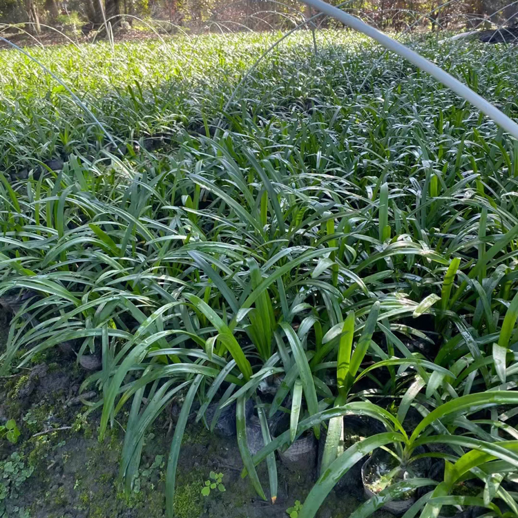 百子莲容器苗 来自绿宝园林
