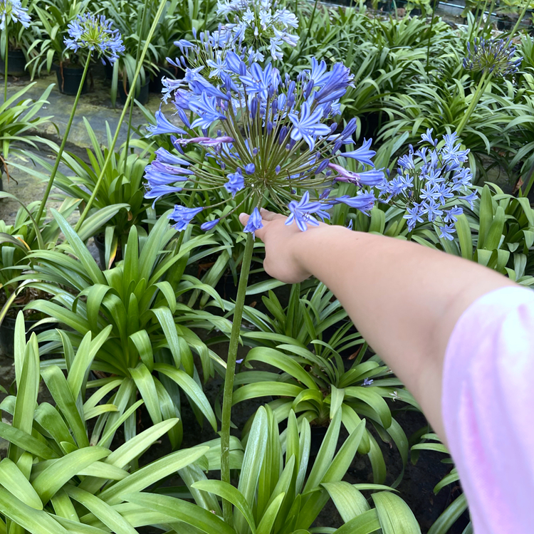 百子莲容器苗 来自绿宝园林