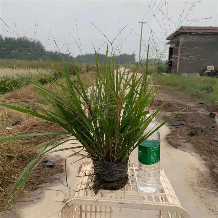 画眉草