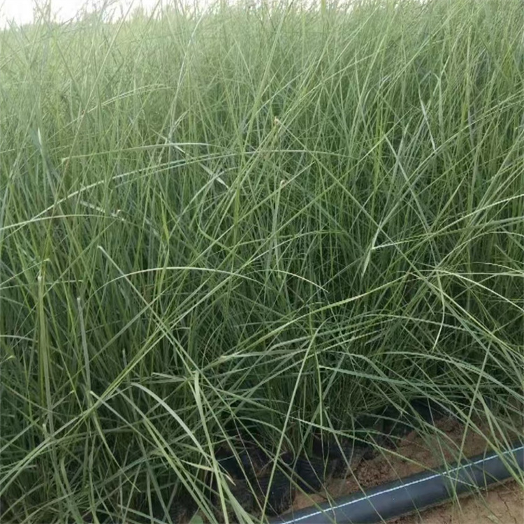 画眉草