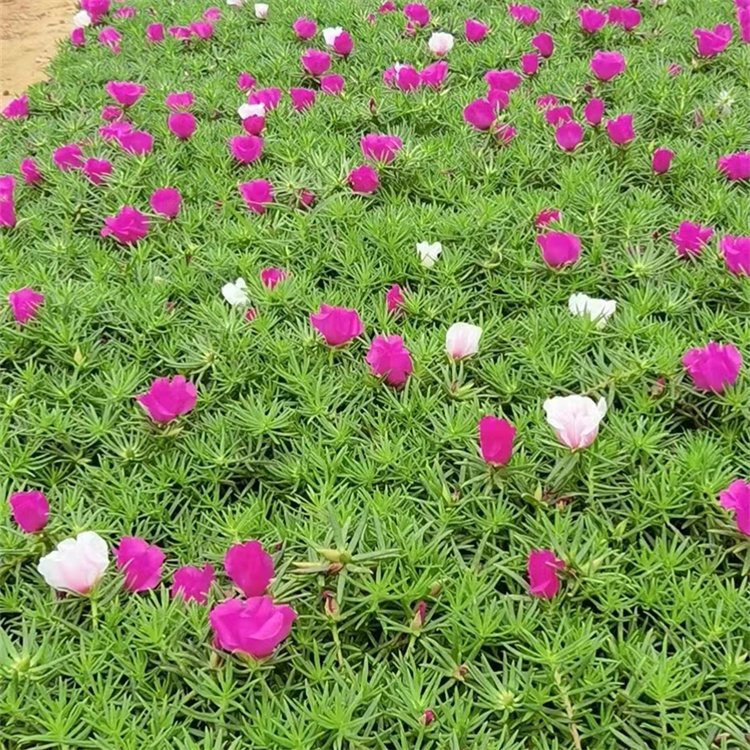 半枝莲盆栽苗