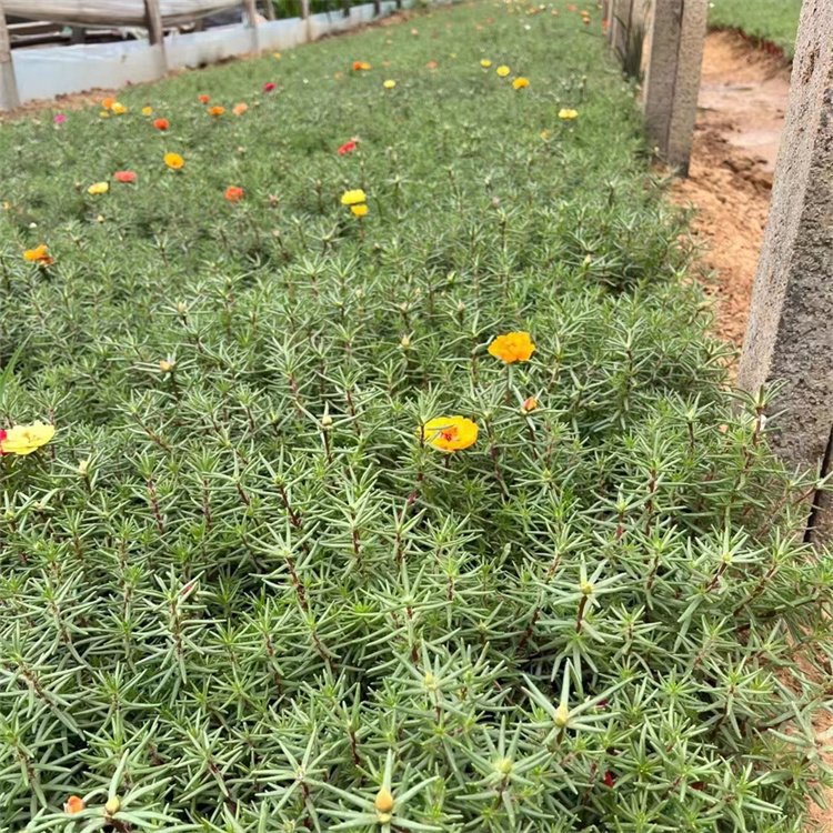 半枝莲盆栽苗