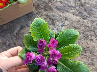 报春花容器苗