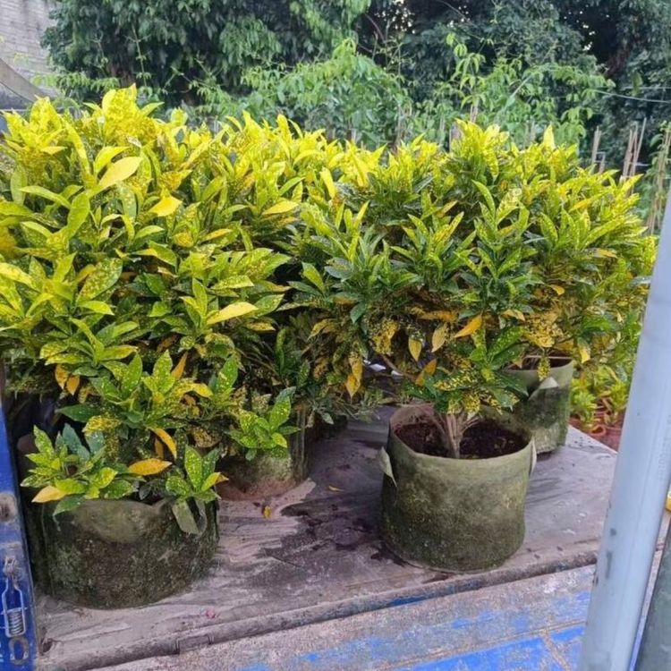 变叶木容器苗