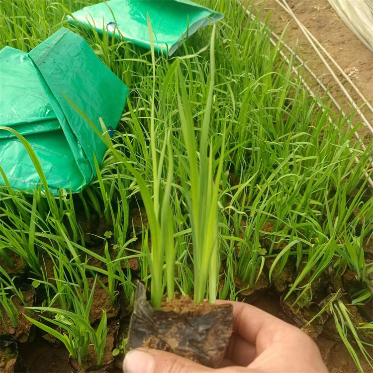 常绿鸢尾容器苗盆栽苗