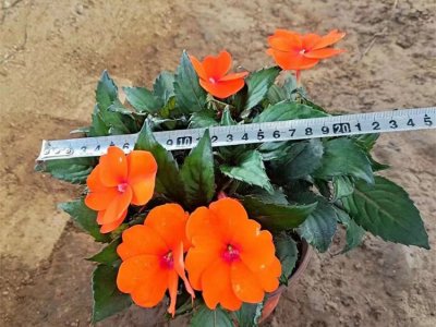 凤仙花容器苗