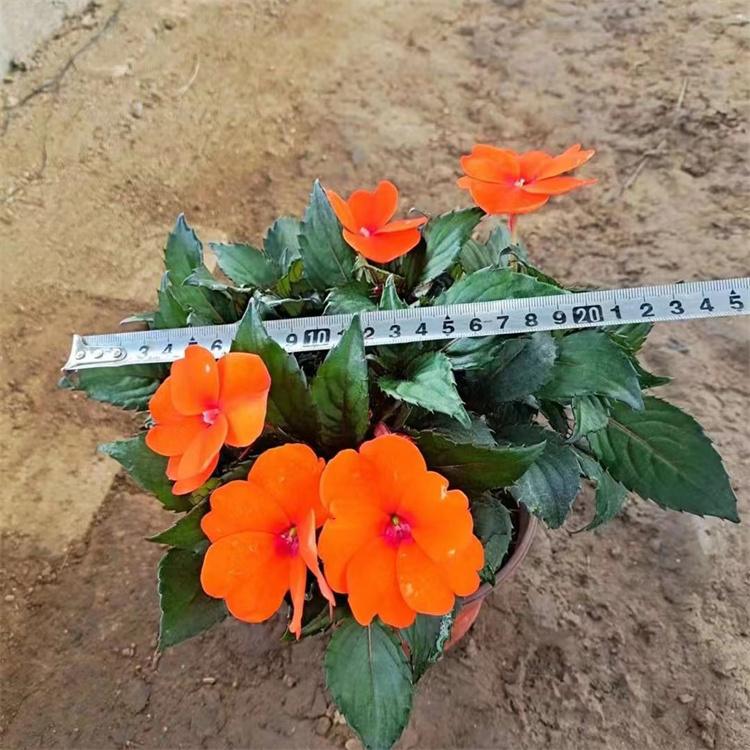 橙色<a href='https://www.lvbad.com/caohuazhongzi/1051.html' target='_blank'>凤仙花</a>容器苗盆栽苗