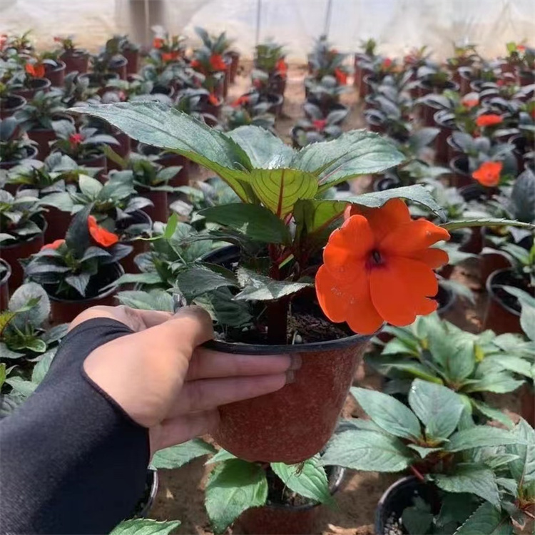 橙色<a href='https://www.lvbad.com/caohuazhongzi/1051.html' target='_blank'>凤仙花</a>容器苗盆栽苗