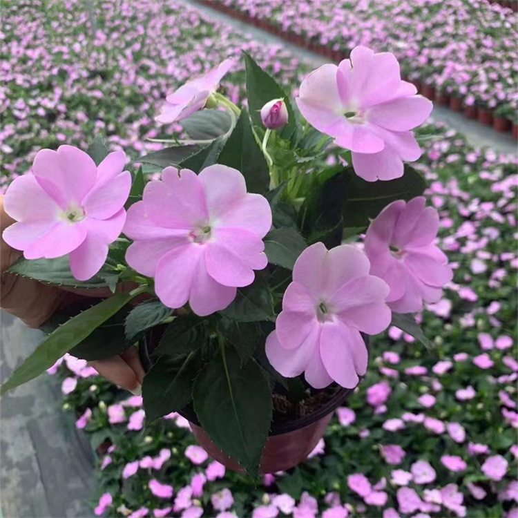 粉色凤仙花容器苗盆栽苗