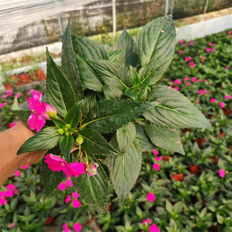 玫红色凤仙花容器苗盆栽苗