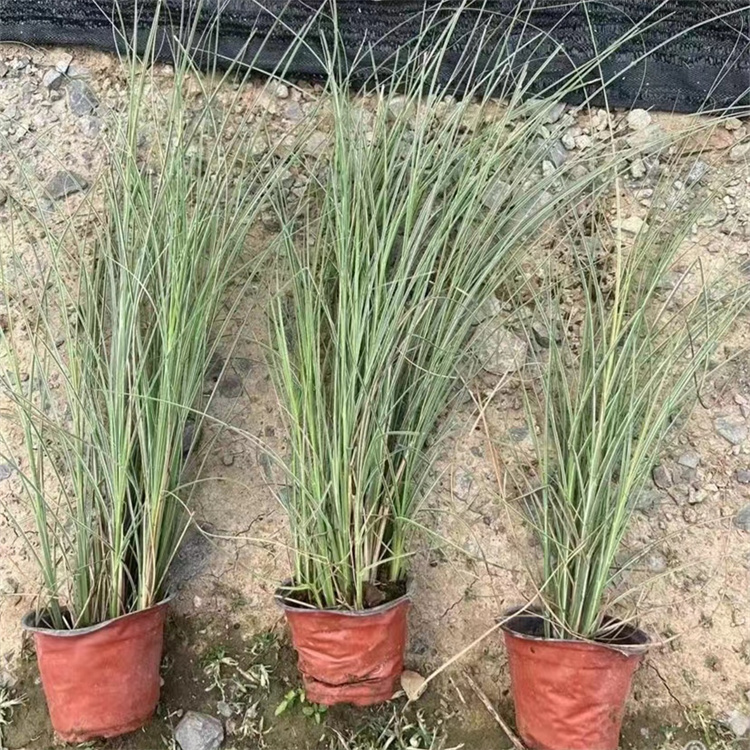 晨光芒容器苗盆栽苗观赏芒草