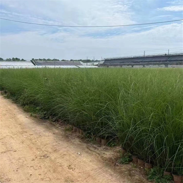 晨光芒容器苗盆栽苗观赏芒草