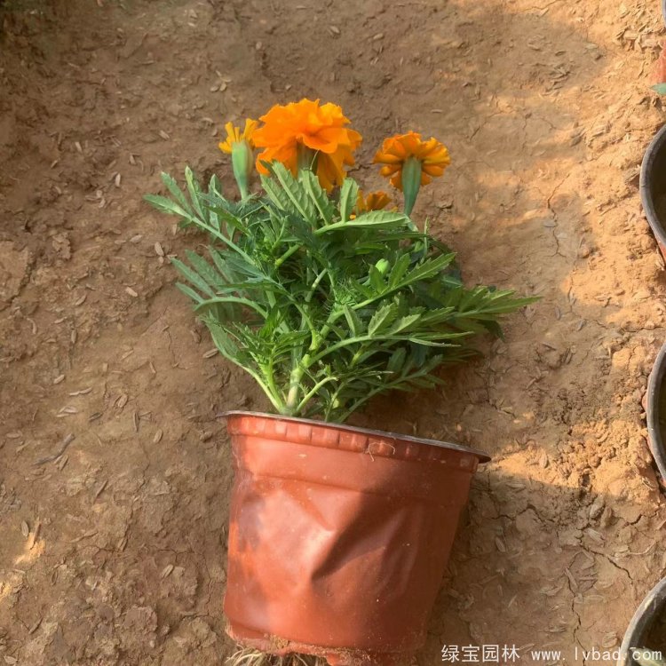 橙色<a href='https://www.lvbad.com/caohuazhongzi/1575.html' target='_blank'>孔雀草</a>容器苗