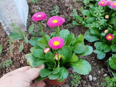 雏菊容器苗
