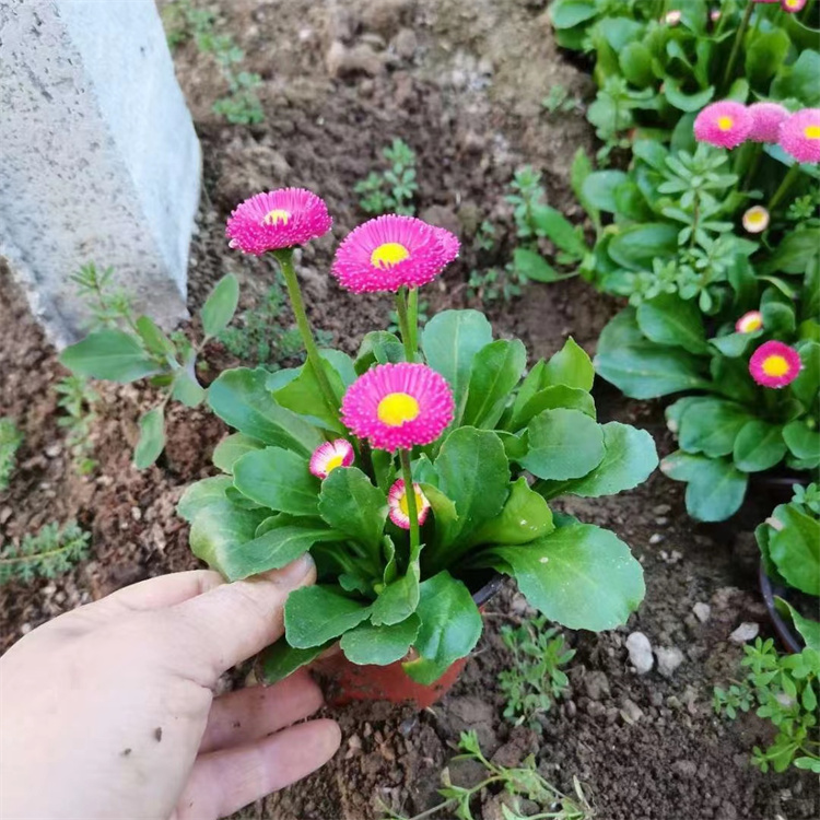 <a href='https://www.lvbad.com/caohuazhongzi/1032.html' target='_blank'>雏菊</a>容器苗盆栽苗