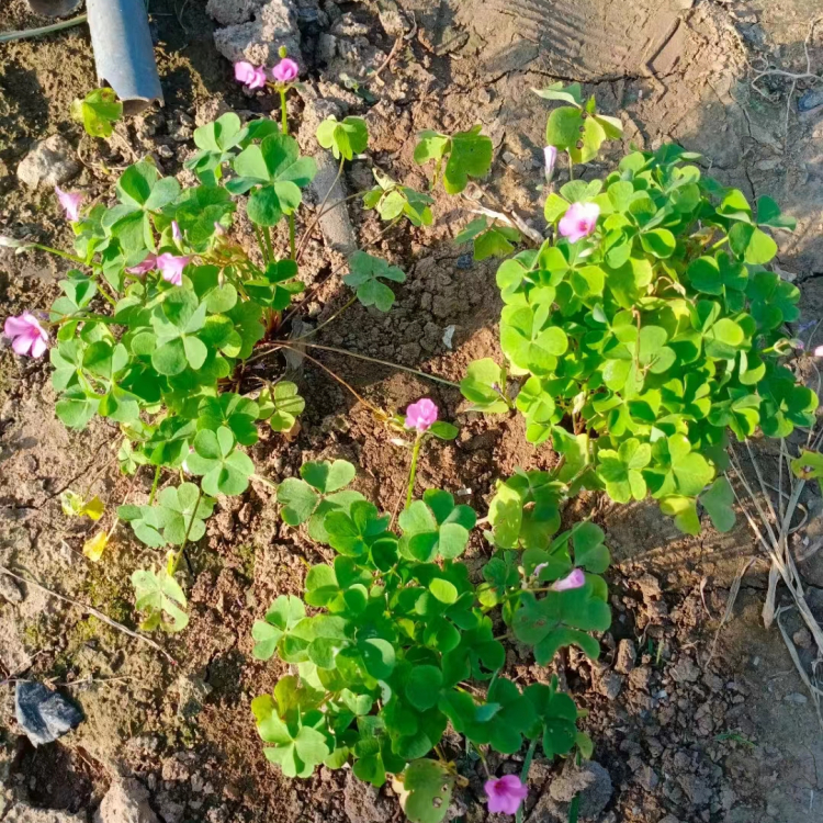酢浆草容器苗盆栽苗