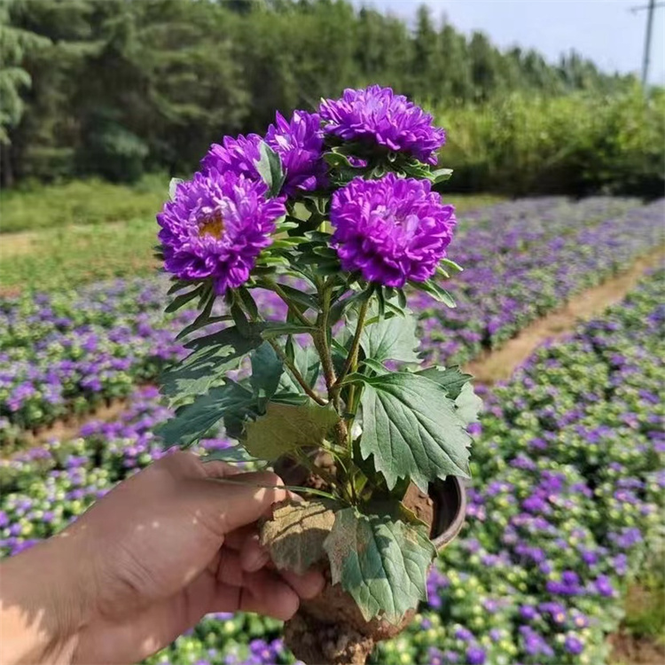 翠菊容器苗盆栽蓝色紫色