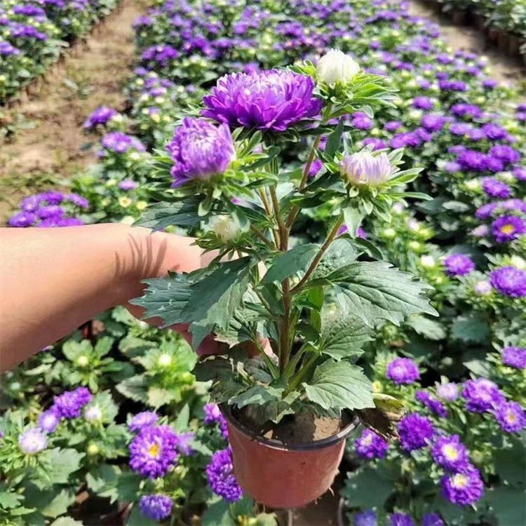 翠菊容器苗盆栽蓝色紫色