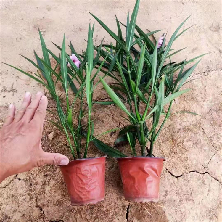 翠芦莉容器苗