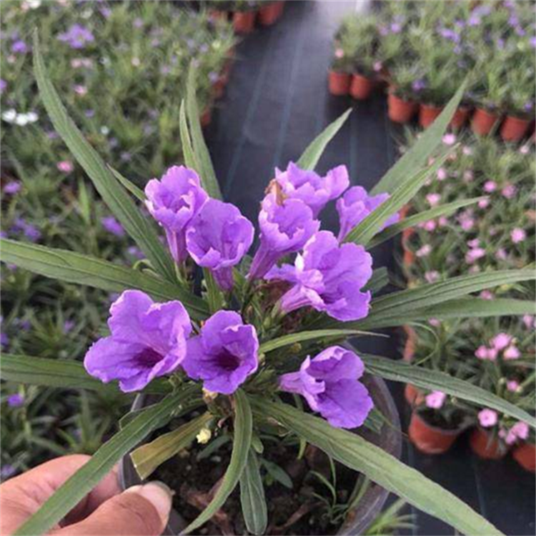 翠芦莉容器苗