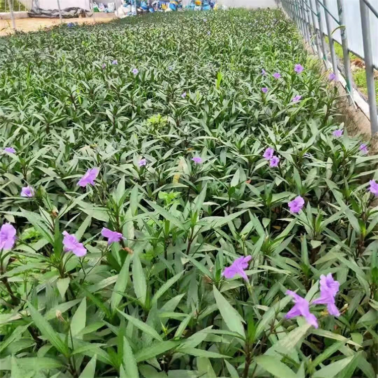 翠芦莉容器苗