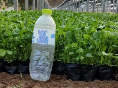 大滨菊容器苗