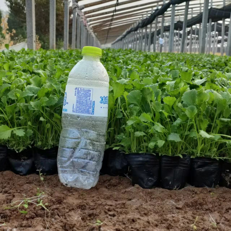 大滨菊容器苗盆栽苗
