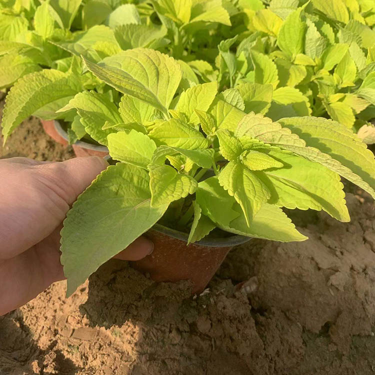 橙色彩叶草容器苗盆栽苗