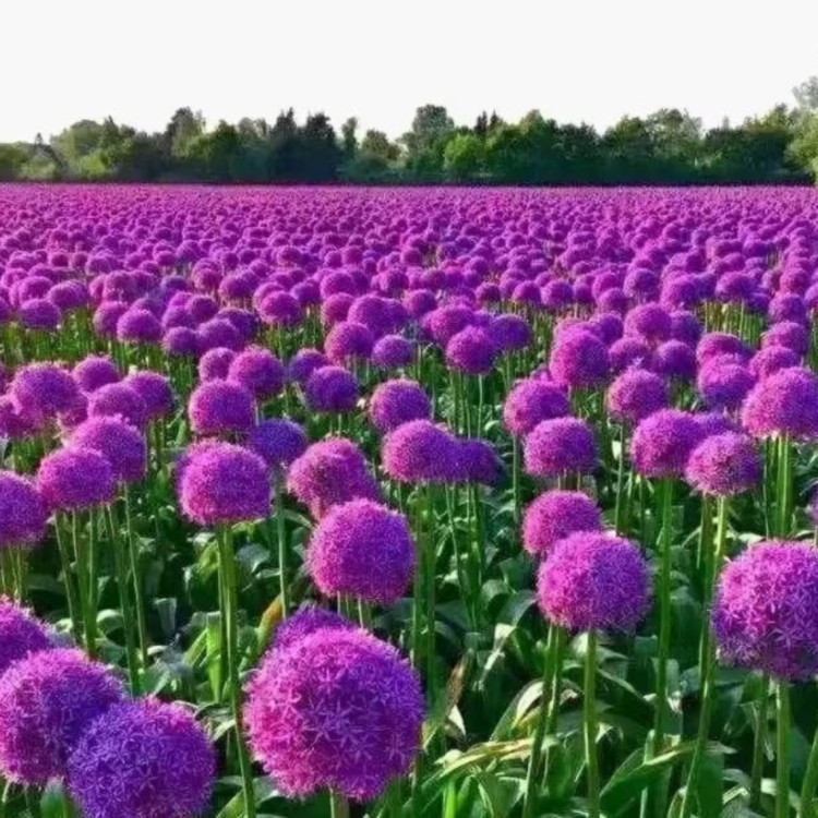 大花葱容器苗花朵花海