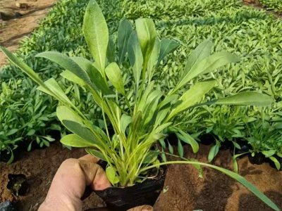 大花金鸡菊容器苗