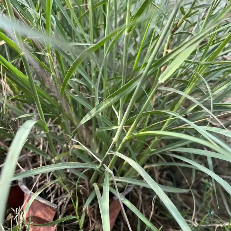 东方<a href='https://www.lvbad.com/mucaozhongzi/1687.html' target='_blank'>狼尾草</a>容器苗