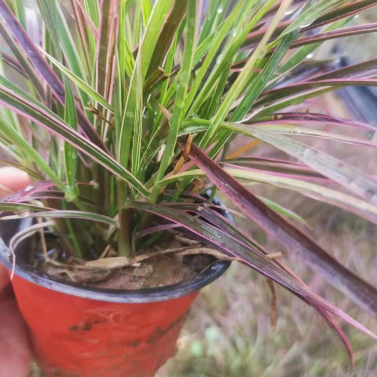 <a href='https://www.lvbad.com/huajingzhiwu/34572.html' target='_blank'>火焰狼尾草</a>容器苗