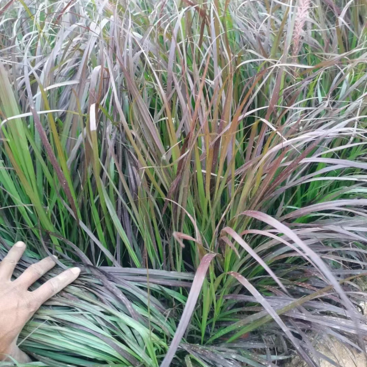 紫叶<a href='https://www.lvbad.com/mucaozhongzi/1687.html' target='_blank'>狼尾草</a>容器苗