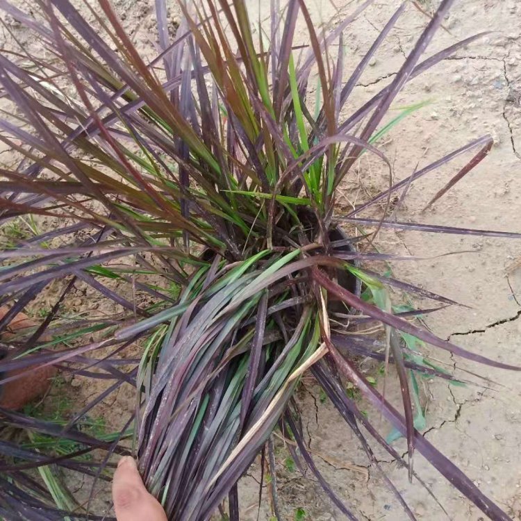 紫叶狼尾草容器苗