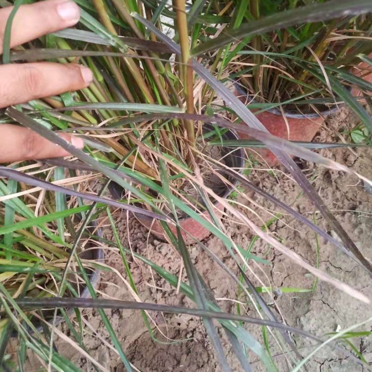 紫叶狼尾草容器苗