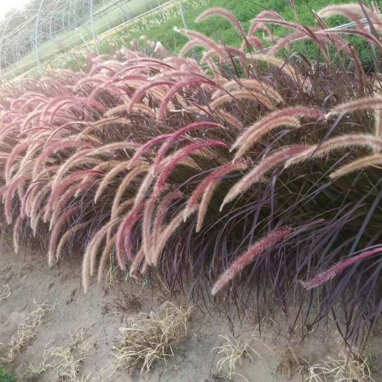 紫叶狼尾草容器苗