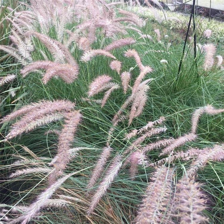 羽绒狼尾草容器苗