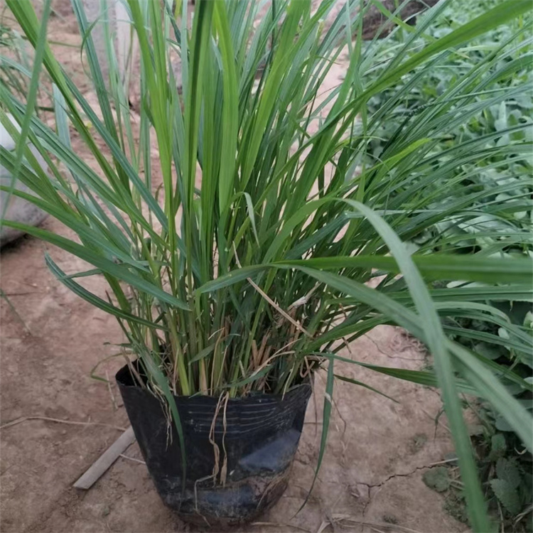 <a href='https://www.lvbad.com/huajingzhiwu/32997.html' target='_blank'>羽绒狼尾草</a>容器苗