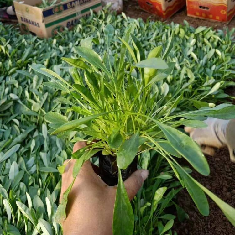 <a href='https://www.lvbad.com/caohuazhongzi/1568.html' target='_blank'>金鸡菊</a>