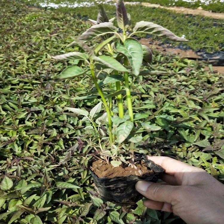 月见草