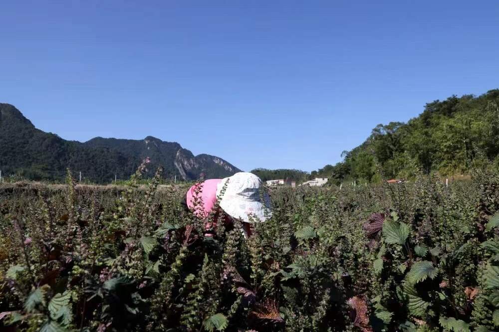 紫苏