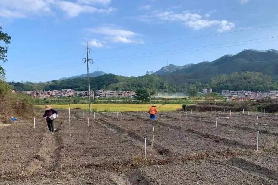 紫苏