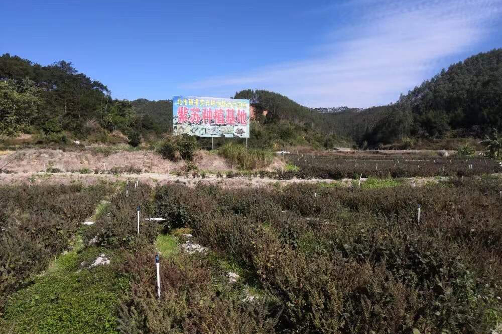 紫苏种植