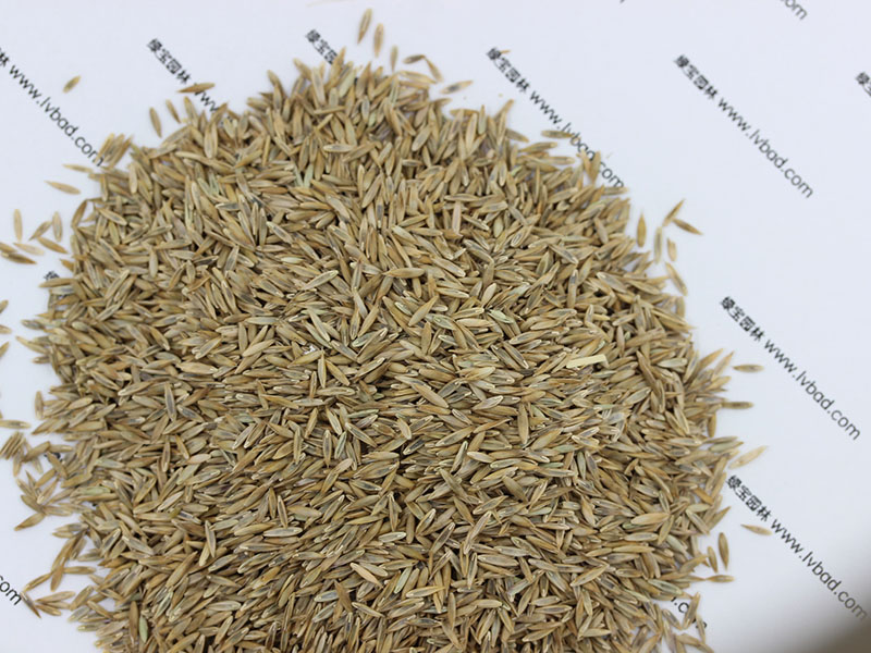 <a href='https://www.lvbad.com/caopingzhongzi/1667.html' target='_blank'>高羊茅</a><a href='https://www.lvbad.com/' target='_blank'>种子</a>