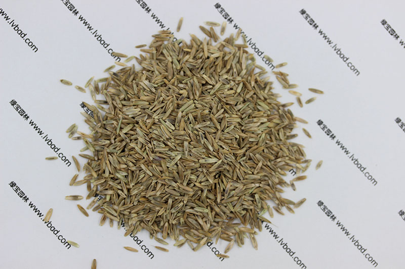 <a href='https://www.lvbad.com/caopingzhongzi/1666.html' target='_blank'>多年生黑麦草种子</a>