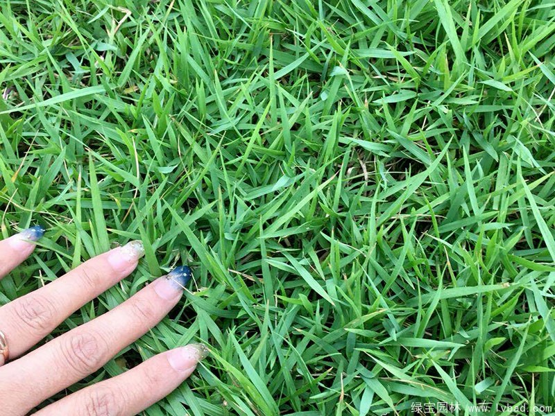 结缕草草坪