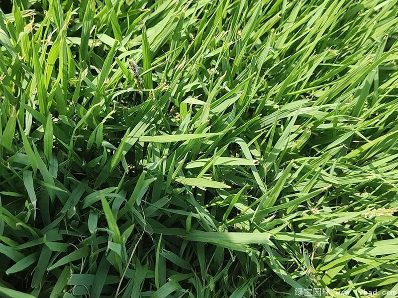 结缕草草坪